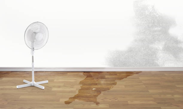 Best Water damage restoration specialists  in Elberta, AL