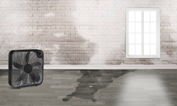 Best Ceiling water damage repair  in Elberta, AL